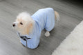 A dog wearing the microfiber dog towel in blue.